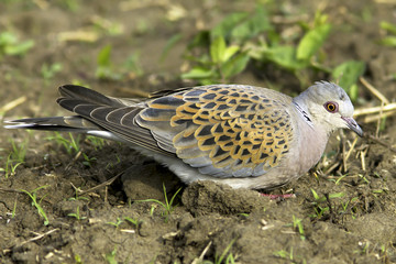 European Turtle dove in natural habitat / Streptopelia turtur