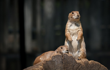 Prairie Dog Lookout 