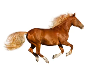 Rollo Rotes Pferd mit langer Mähne laufen Galopp isoliert auf weißem Hintergrund © callipso88