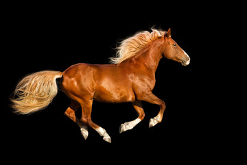 Fototapeta na wymiar Red horse with long mane run gallop isolated on black background