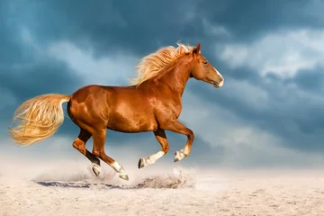 Gordijnen Mooi rood paard loopt snel in het zand tegen een dramatische hemel © callipso88