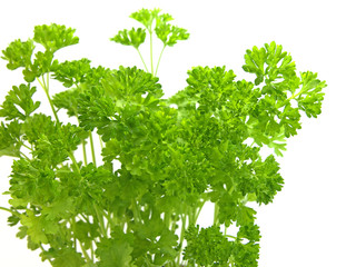 Petersilie, Petroselinum crispum, Gewürz