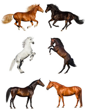 Group of horse collection isolated on white background