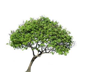 Obraz premium Isolated Tree on white background