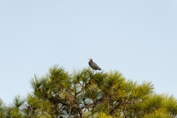 Little Blue Heron at top of pine