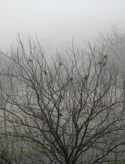 Uccelli nella nebbia
