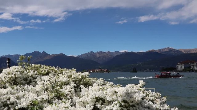 White Azaleas bloom on Lake Maggiore view to the Borromean Islands, Italy