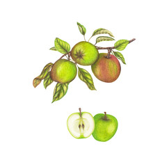 Hnad drawn botanical illustration of apples