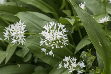 Bärlauch mit Blüten