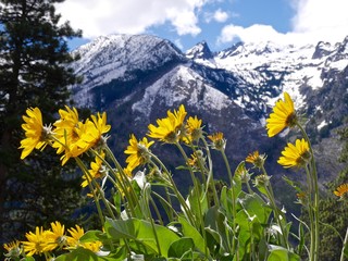 Arnica or Balsamroot flowers by Snowcapped Mountains  near Leavenworth, Washington, USA. 