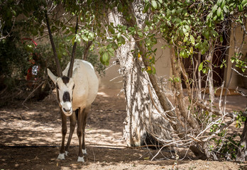 arabian oryx under a tree near Dubai, UAE