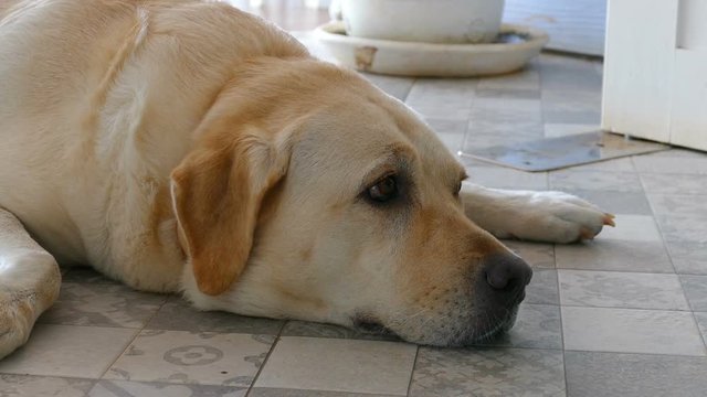 Yellow labrador retriever lying on the floor 