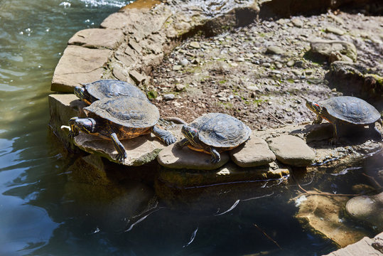 Red-eared turtles bask in sun