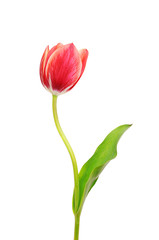 Single tulip