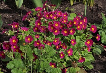 Garden. Purple primrose flowers 