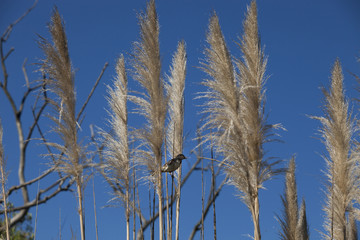 reeds and sky
