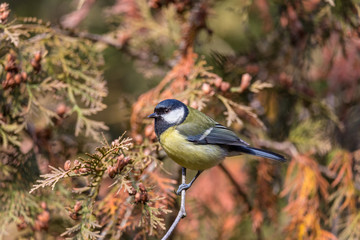 Great tit (Parus major) closeup on a Arborvitae tree branch on a bright sunny fall day.
