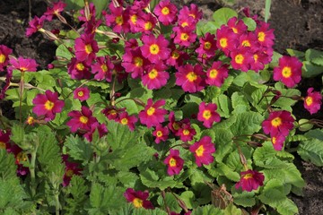 Garden. Purple primrose flowers 