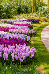 hyacinth flowers. spring garden
