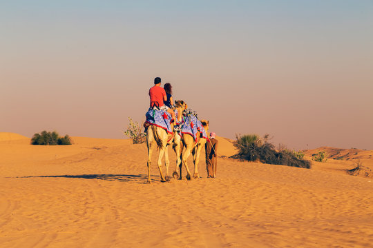 camel safari on sand dunes