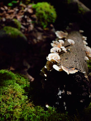 Hongos en el Parque Nacional de Garajonay, declarado Parimonio de la Humanidad por la Unesco, La Gomera, Islas Canarias.