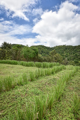 Fototapeta na wymiar Vetiver grass row cloudy blue sky, Vetiver grass are prevent landslides.