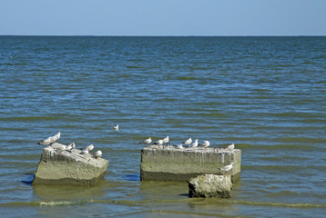 Seagulls sitting on the concrete blocks in Taganrog Bay of Sea of Azov, Russia