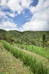 Vetiver grass row cloudy blue sky, Vetiver grass are prevent landslides.