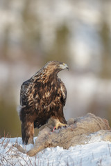Golden eagle portrait