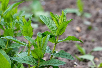 Mint in vivo