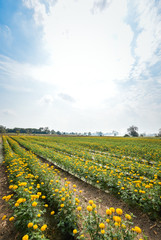 Marigold flowers, yellow flowers field.(soft focus)