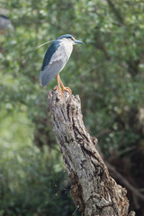 Black-crowned Night Heron (Nycticorax nycticorax)