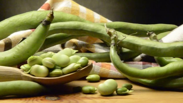 Vicia faba Broad bean ソラマメ Fava فول Ackerbohne Fave Haba Bob English mahunarka B&oacute;b Боб садовый 蚕豆 Tuinboon obecn&yacute; F&egrave;ves Bondb&ouml;na פול
