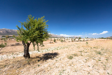 Nature of Spain, rural landscape