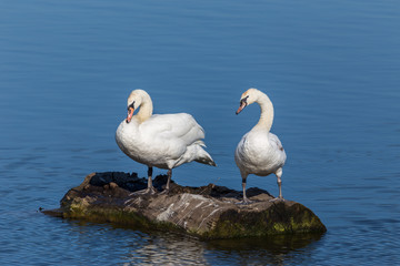Pair of swans chiling on an old tree stump on  a local pond.