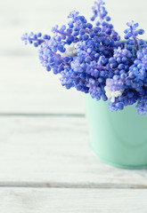 Blue muscari flowers (Grape hyacinth) on wooden background