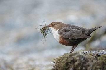 Dipper with nesting material