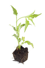 green plant in soil