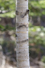 Birch Tree