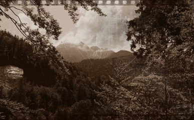 Large dinosaurs in a forest © Siegi