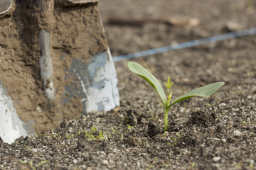 plant fertile soil and a shovel