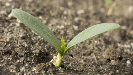 plant fertile soil and a shovel