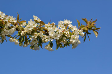 Kwiat Jabłoni - obrazy, fototapety, plakaty
