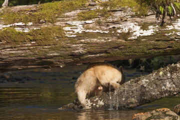 spirt (blonde) bear