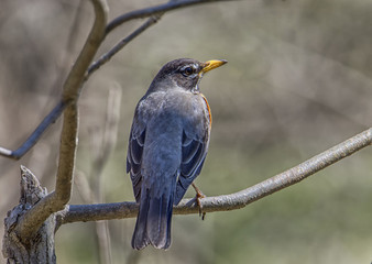 American Robin