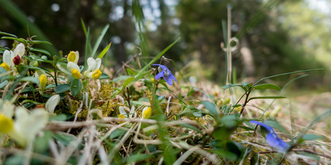 Wildblumen am Waldboden im Frühling als Panorama