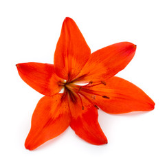 Lily flower with buds isolated on a white background.