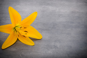Lily flower with buds on a gray background.