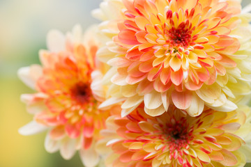 Dahlia flowers close up for yellow background.