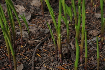 Spring lily sprouts growing out from the ground